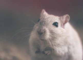 MYSZKA KOMPUTEROWA – JEJ WYBÓR – NA CO ZWRÓCIĆ UWAGĘ?